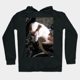 Kookaburra Hoodie